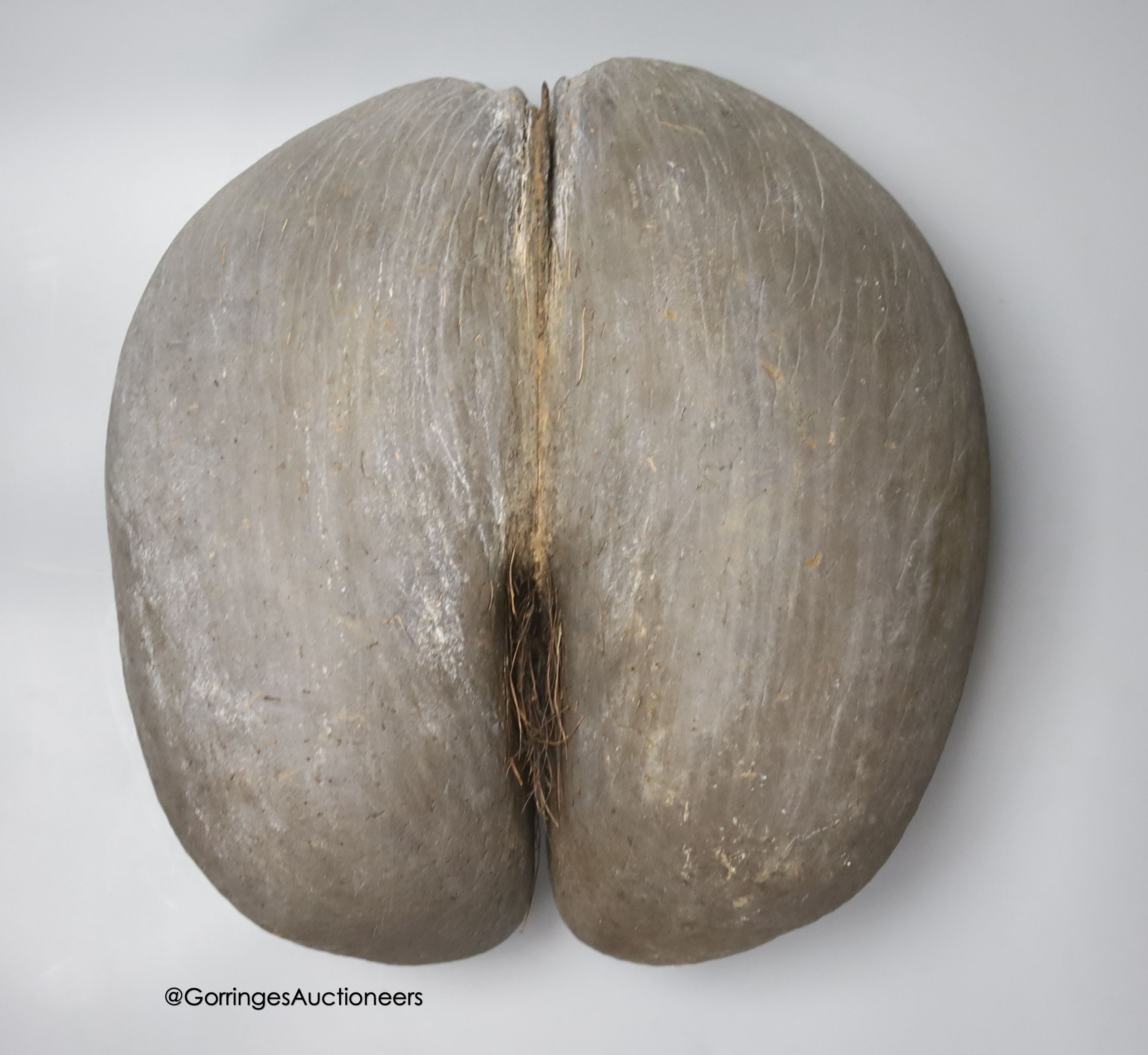 A large coco de mer, 34cm